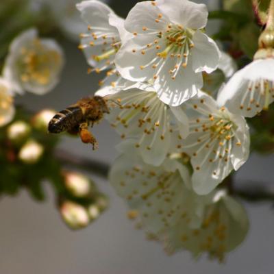 Abeille de la belle de rosult produits fermiere miel