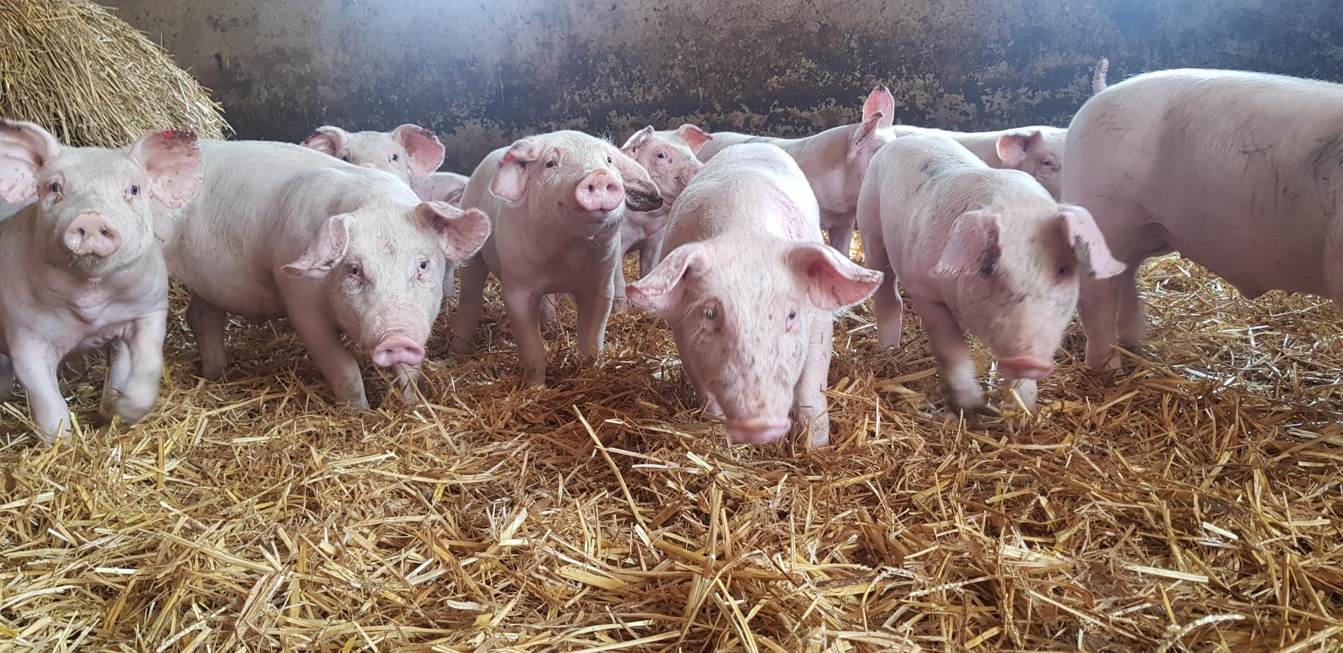 Porcs fermier eleves sur paille steenwerck